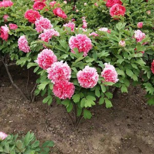 菏泽牡丹苗 牡丹树 菏泽牡丹苗基地 园林苗木 春秋园艺