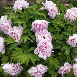 菏泽牡丹苗 牡丹树 菏泽牡丹苗基地 园林苗木 春秋园艺