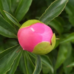 菏泽牡丹苗 牡丹树 菏泽牡丹苗基地 园林苗木 春秋园艺