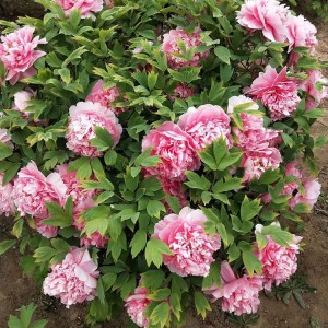 菏泽牡丹苗 牡丹树 菏泽牡丹苗基地 园林苗木 春秋园艺
