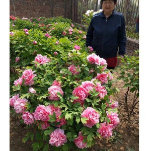 菏泽牡丹苗 牡丹树 菏泽牡丹苗基地 园林苗木 春秋园艺