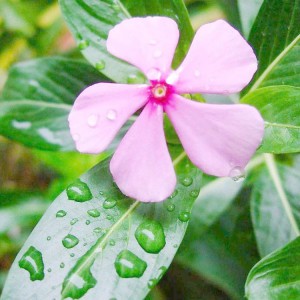 长春花 长春花批发 长春花花苗  御泽