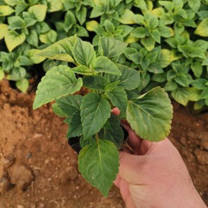 山东一串红种植基地直供 一串红小苗批发价格