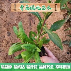 马鞭草花海工程用苗 马鞭草小苗批发 柳叶马鞭草种植基地