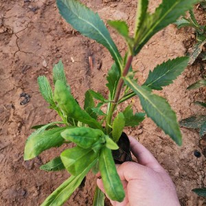 马鞭草花海工程用苗 马鞭草小苗批发 柳叶马鞭草种植基地