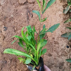 马鞭草花海工程用苗 马鞭草小苗批发 柳叶马鞭草种植基地