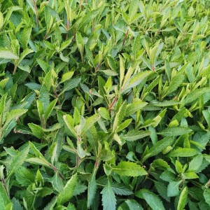 马鞭草花海工程用苗 马鞭草小苗批发 柳叶马鞭草种植基地