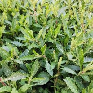 马鞭草花海工程用苗 马鞭草小苗批发 柳叶马鞭草种植基地