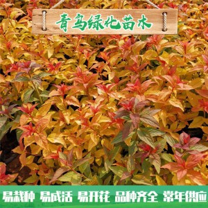 金焰绣线菊种植基地 金焰绣线菊小苗批发 青州绿化苗木供应