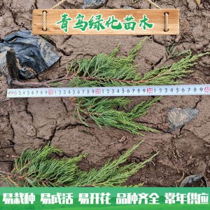 青州小龙柏种植基地现货直销小龙柏 绿化工程用龙柏 小龙柏批发价格 规格齐全 量大优惠