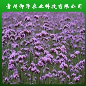 山东柳叶马鞭草种植基地 青州马鞭草花卉基地 御泽基地培育柳叶马鞭草小苗