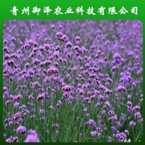 山东柳叶马鞭草种植基地 青州马鞭草花卉基地 御泽基地培育柳叶马鞭草小苗