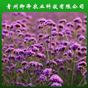 山东柳叶马鞭草种植基地 青州马鞭草花卉基地 御泽基地培育柳叶马鞭草小苗