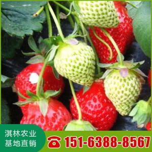 法兰地草莓 草莓苗批发 泰安草莓苗 厂家直销草莓苗