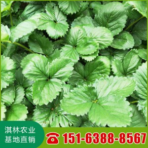 甜查理草莓苗基地批发 草莓苗价格 长期出售草莓苗