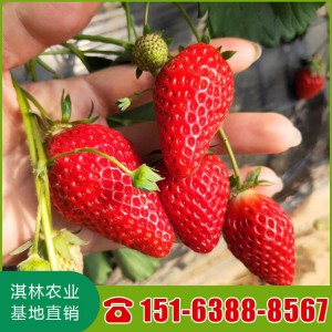 章姬草莓苗价格 章姬草莓苗种苗 草莓苗现货批发