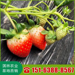 甜宝草莓苗 甜宝草莓苗价格 甜宝草莓苗产量 脱毒甜宝草莓苗 202草莓苗
