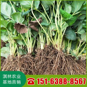 甜宝草莓苗 甜宝草莓苗价格 甜宝草莓苗产量 脱毒甜宝草莓苗 202草莓苗