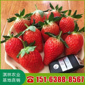 甜宝草莓苗 甜宝草莓苗价格 甜宝草莓苗产量 脱毒甜宝草莓苗 202草莓苗