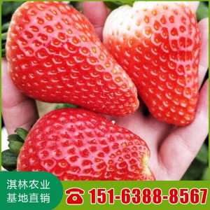 批发妙香草莓苗 三号草莓苗 七号草莓苗 妙香草莓苗 四季草莓基地