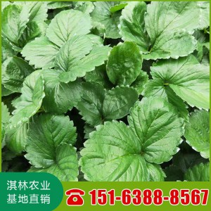 批发妙香草莓苗 三号草莓苗 七号草莓苗 妙香草莓苗 四季草莓基地
