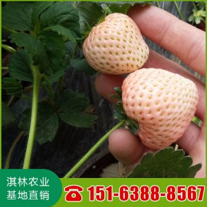 桃熏草莓苗 量大优惠 基地直销 雪里香草莓苗 淡雪草莓苗