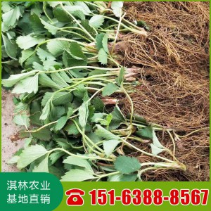 桃熏草莓苗 量大优惠 基地直销 雪里香草莓苗 淡雪草莓苗