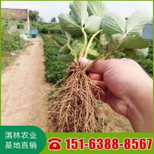 桃熏草莓苗 量大优惠 基地直销 雪里香草莓苗 淡雪草莓苗