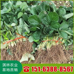 圣安德瑞斯草莓苗 草莓苗量大优惠 蒙特瑞草莓苗 圣诞红草莓苗 基地直销品种齐全