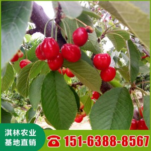 山东美早樱桃苗批发 基地种植樱桃苗价格 优质樱桃苗批发 乌克兰樱桃苗 斯坦勒樱桃苗批发