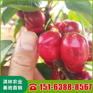 山东美早樱桃苗批发 基地种植樱桃苗价格 优质樱桃苗批发 乌克兰樱桃苗 斯坦勒樱桃苗批发
