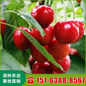 拉宾斯樱桃苗 鲁樱3号樱桃苗 红灯樱桃苗 樱桃苗批发基地直销品种齐全