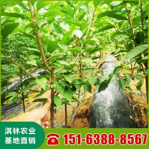 拉宾斯樱桃苗 鲁樱3号樱桃苗 红灯樱桃苗 樱桃苗批发基地直销品种齐全