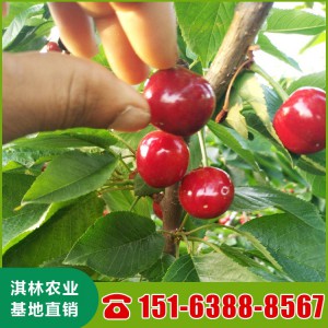 山东黑珍珠樱桃苗批发 大紫樱桃苗价格 柯迪亚樱桃苗厂家销售 高产量樱桃苗