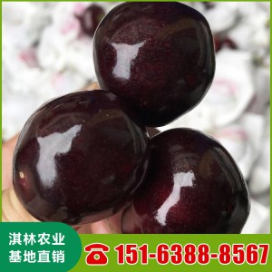 山东黑珍珠樱桃苗批发 大紫樱桃苗价格 柯迪亚樱桃苗厂家销售 高产量樱桃苗