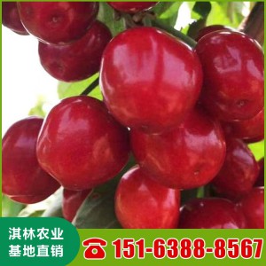 基地直供俄八樱桃苗 樱桃苗丰产 两年生红艳樱桃苗 山东樱桃苗批发 高产量含香樱桃苗
