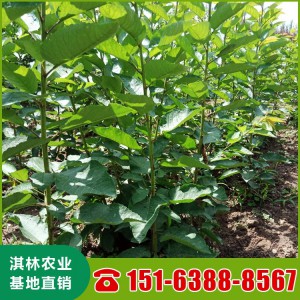 基地直供俄八樱桃苗 樱桃苗丰产 两年生红艳樱桃苗 山东樱桃苗批发 高产量含香樱桃苗
