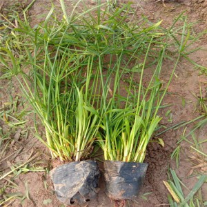 旱伞草种植基地 旱伞草价格 旱伞草供应 御泽旱伞草