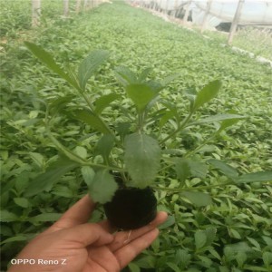 柳叶马鞭草基地 柳叶马鞭草花海设计 柳叶马鞭草批发天津马鞭草