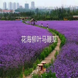 柳叶马鞭草基地 柳叶马鞭草花海设计 柳叶马鞭草批发天津马鞭草