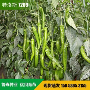 椒类 辣椒种子 青椒种子 寿光蔬菜种子 种苗批发厂家