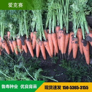 高端杂交胡萝卜种子 进口杂交胡萝卜种子 山东鲁寿种业直销