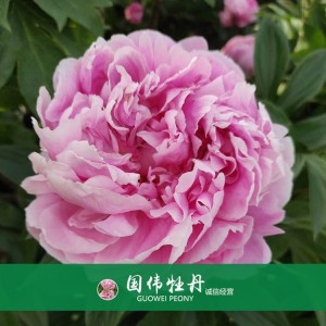 芍药基地 观赏芍药价格 芍药种植基地  国伟芍药