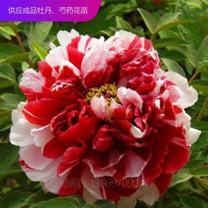 精品牡丹 泰盛牡丹种植 泰盛牡丹 牡丹苗 牡丹苗种植 牡丹苗价格