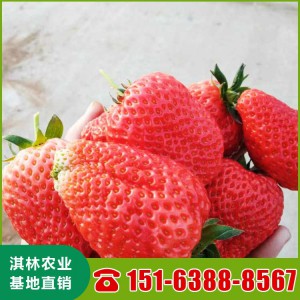 甜查理草莓苗基地批发 草莓苗价格 长期出售草莓苗