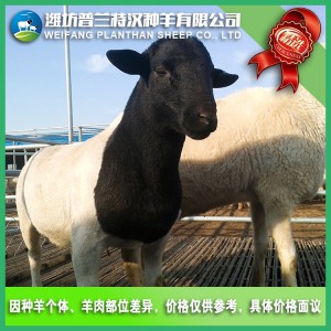 杜泊羊 普兰特汉种羊基地 潍坊种羊基地 高品质种羊