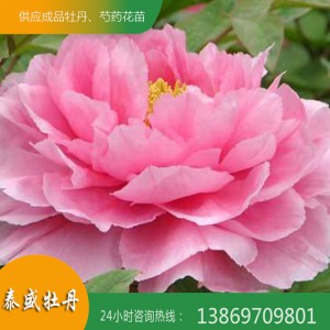观赏牡丹花 菏泽精品牡丹 重瓣牡丹 泰盛牡丹