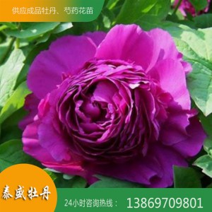 观赏牡丹花 菏泽精品牡丹 重瓣牡丹 泰盛牡丹