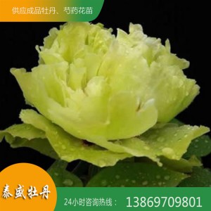观赏牡丹花 菏泽精品牡丹 重瓣牡丹 泰盛牡丹