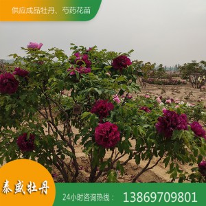 精品观赏牡丹树 优质牡丹树 3米高牡丹树价格 多色系